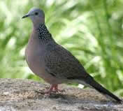 Spotted Turtle dove
